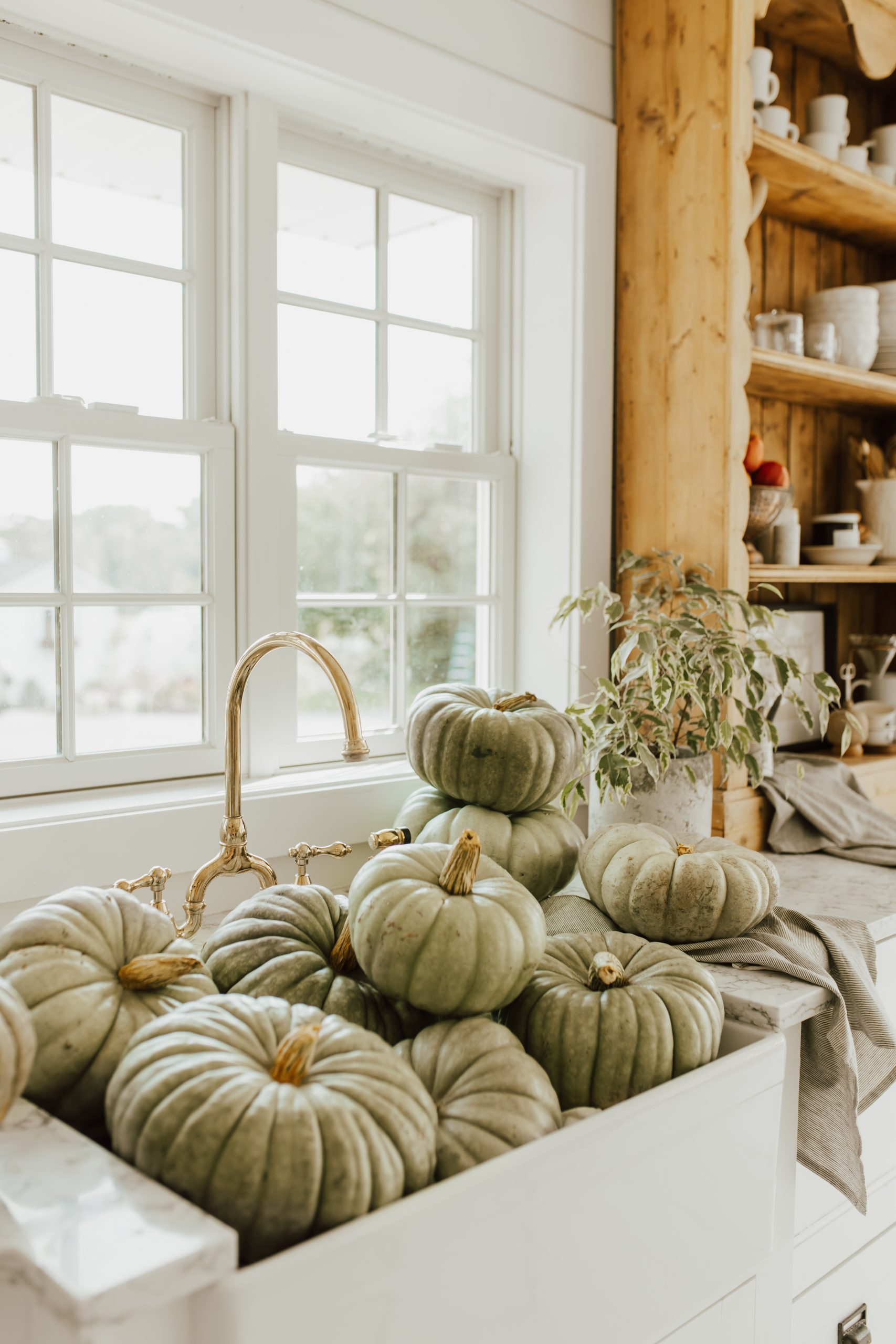 10 Steps to Make your Pumpkins Last Longer